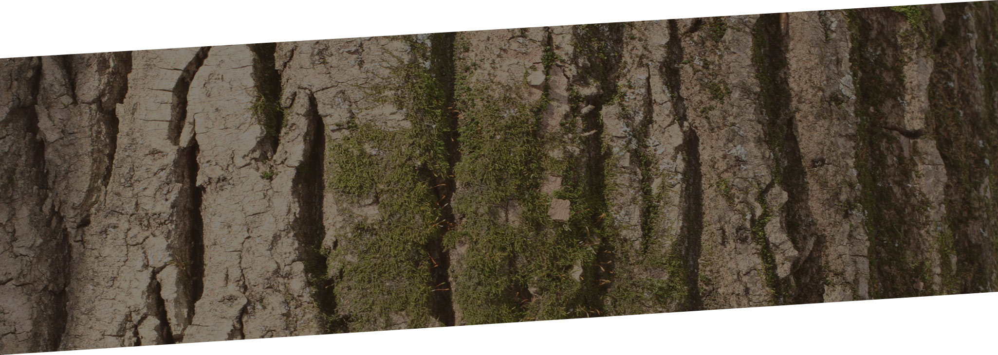 tree bark banner